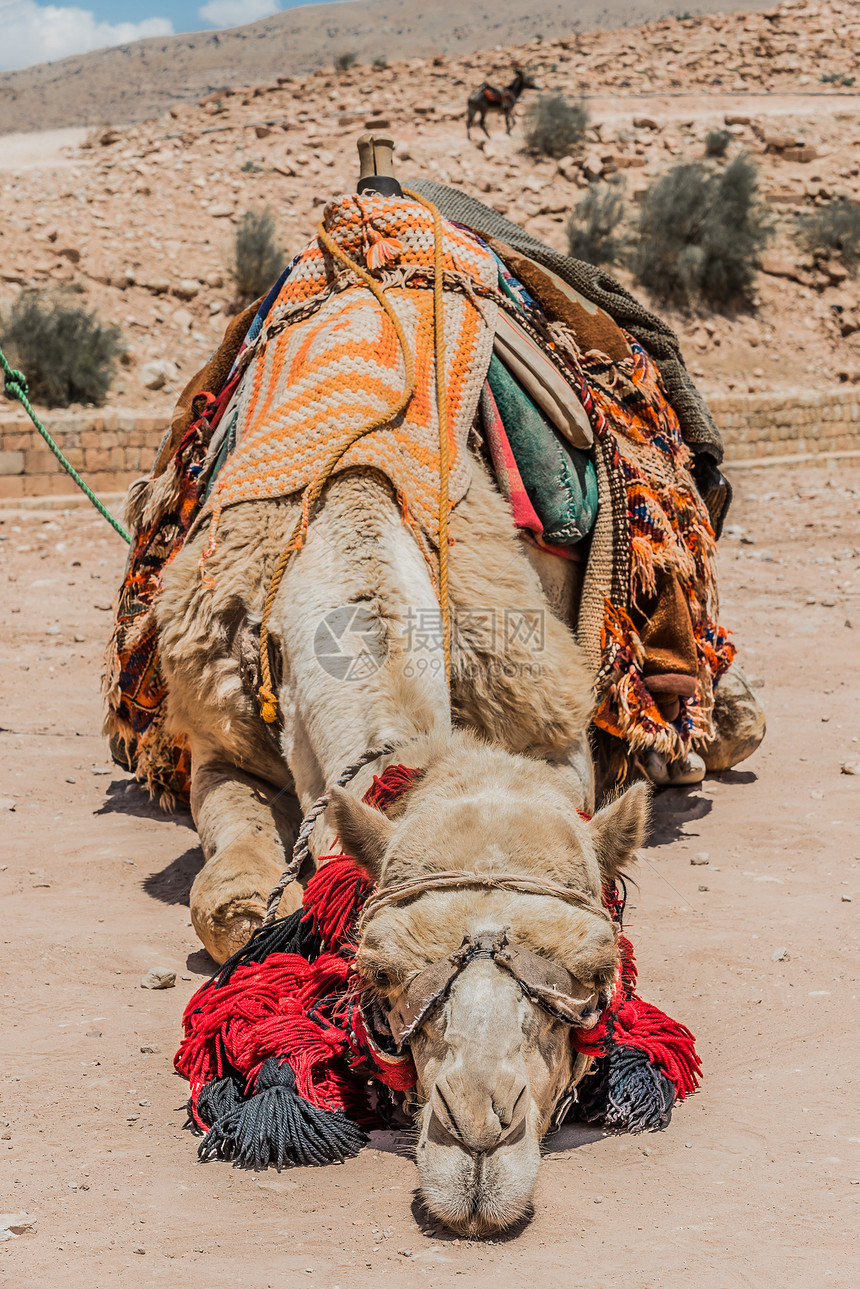 纳巴达佩特拉霍尔丹市的骆驼目的地地标旅行地方图片