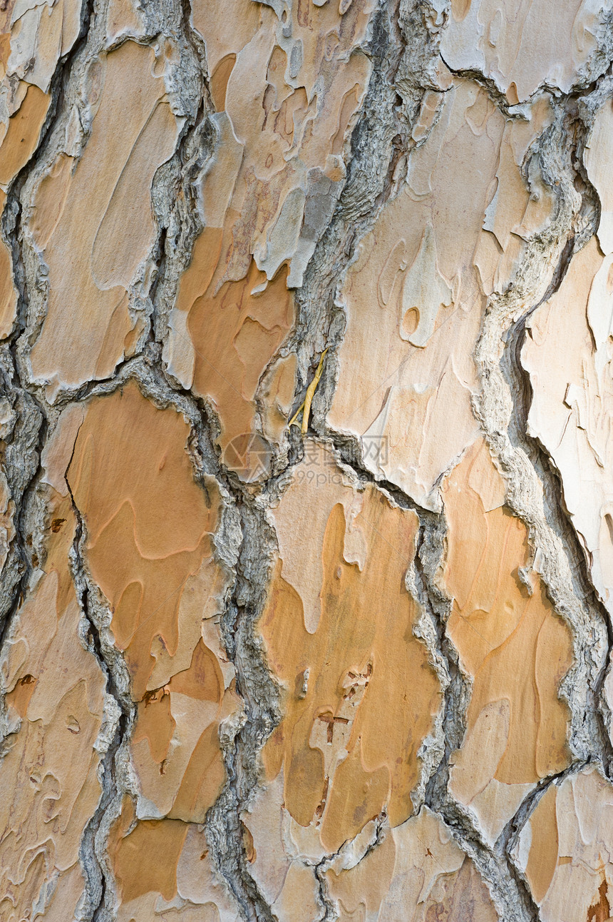 地中海松树皮的详情图片