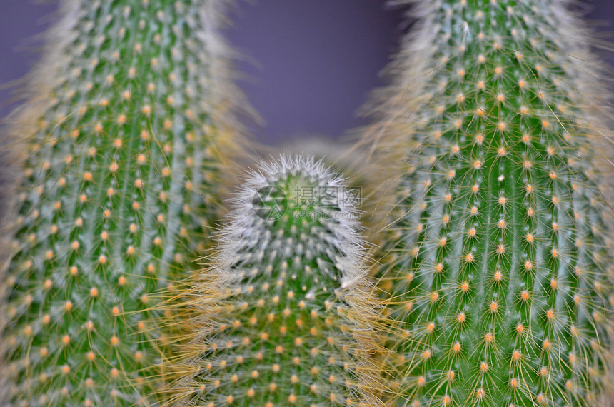 仙地花园植物热带植物学绿色生长圆形沙漠图片