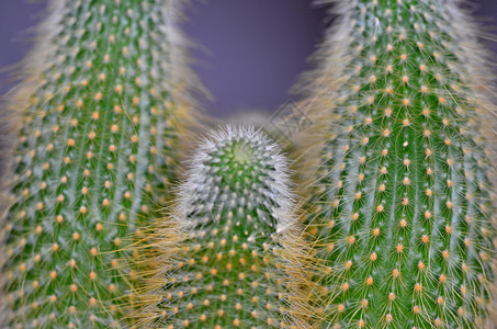 仙地花园植物热带植物学绿色生长圆形沙漠背景图片