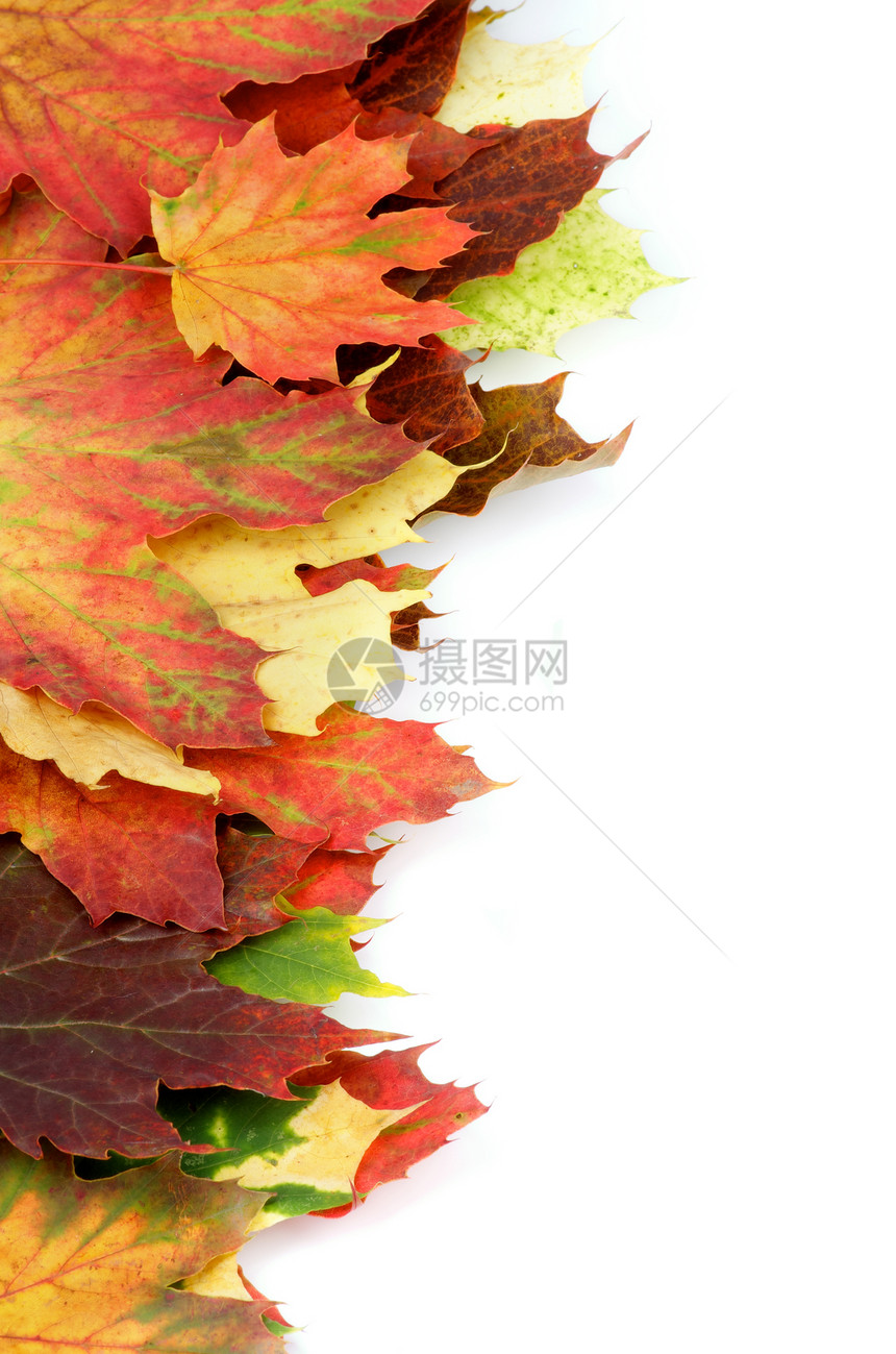 秋季马普勒叶叶边疆界图片