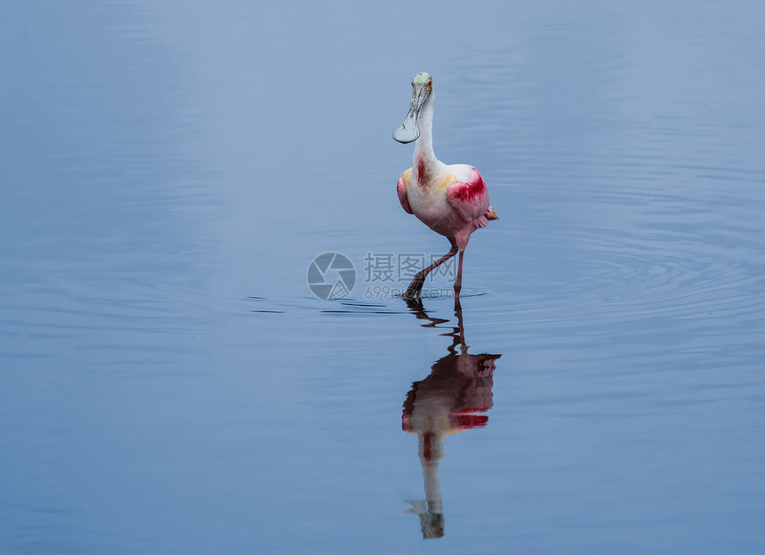 勺券建模反射羽毛鸟类动物沼泽粉色散步红色水禽勺子图片