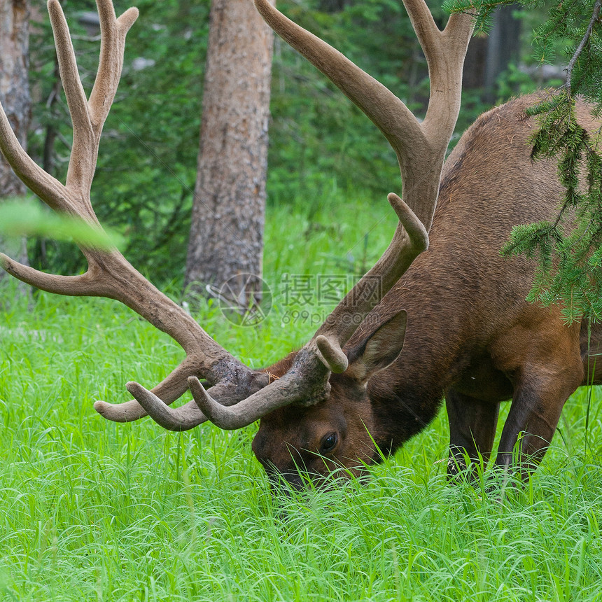 在黄石公园的夏草中放牧大型公牛驼鹿哺乳动物木头鹿角森林灌木丛旅行麋鹿牧场草地图片