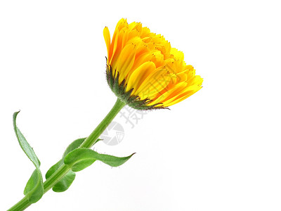 马里金格柏橙子黄色植物雏菊生长花店高清图片