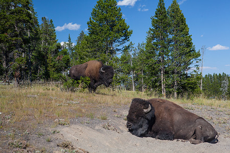 怀俄明州蒙大州哺乳动物国家公园高清图片