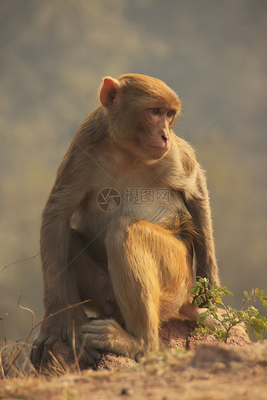 坐在新德里Tughlaqabad堡野生动物建筑学文化旅行地标哺乳动物历史废墟建筑猕猴图片