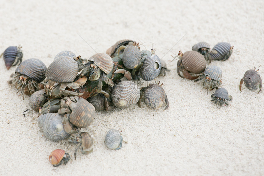 沙滩上的寄居蟹生活鬣蜥螺旋海岸线海洋动物野生动物热带荒野风景图片