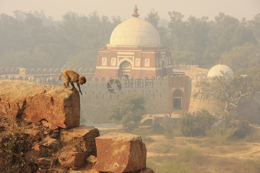 坐在新德里Tughlaqabad堡旅行砂岩景观哺乳动物废墟荒野建筑动物历史建筑学图片