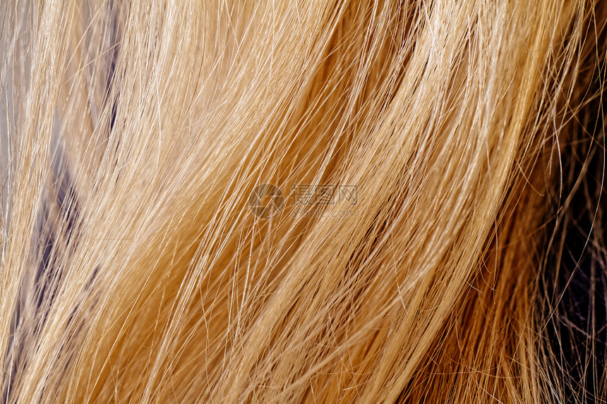 金色头发白色女士线条女性灯丝辉煌宏观鬃毛毛皮光泽度图片