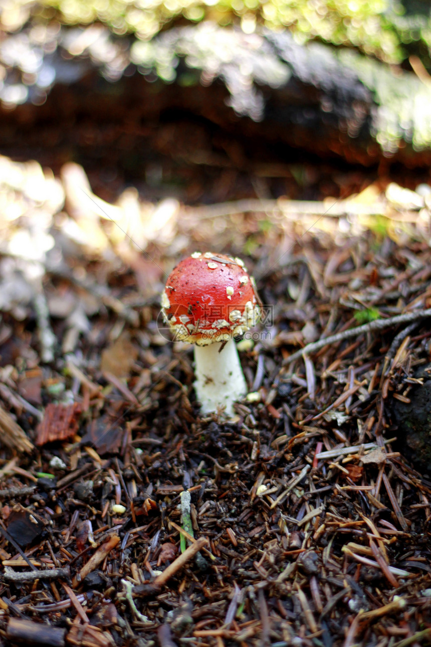 夏季森林中生长的红毒蘑菇菌盖植物毒蝇海绵木头危险常委孤独地面中毒图片