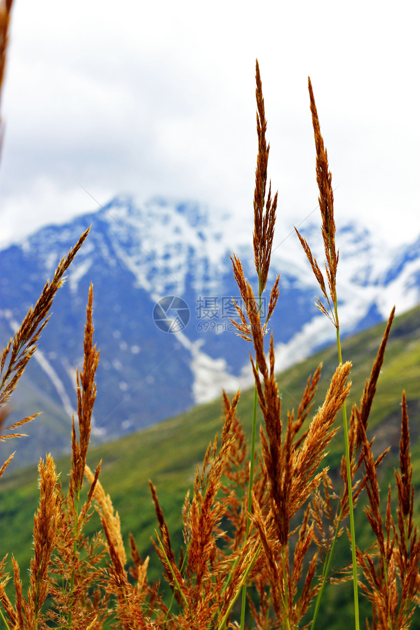 在草原上生长的黄草耳朵山脉场景植物森林季节土地天气乡村风景高山图片