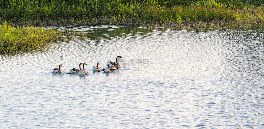 鹅在湖上游泳绿色野生动物家庭灰色鸭子荒野小鹅池塘农场图片