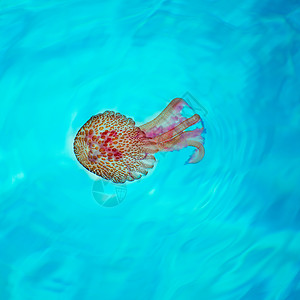 松绿水域的鱼类海洋岛屿海滩情调野生动物异国游泳夜光热带生物背景图片