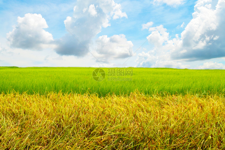 蓝天空中的广角土地草地天空麦田季节稻草收成农村谷物环境图片