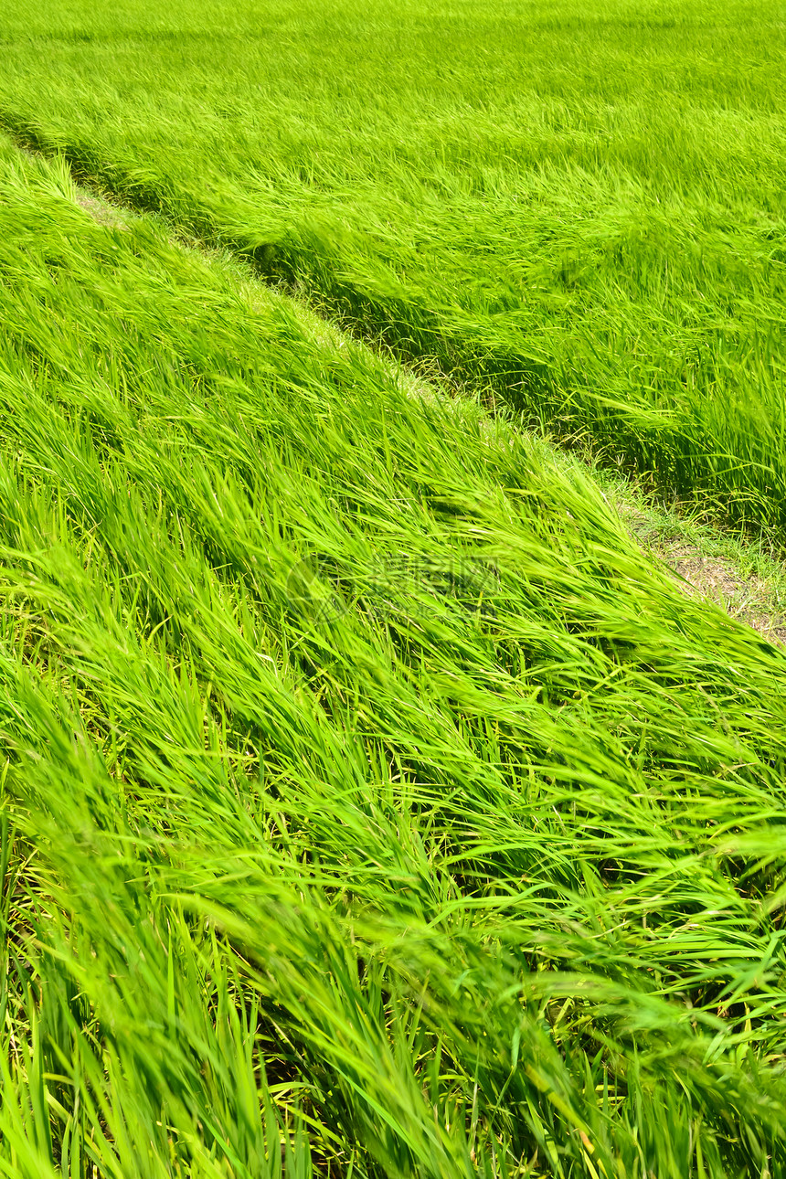国家稻米农场幼苗农村场地收成培育叶子种子小路谷物技术图片