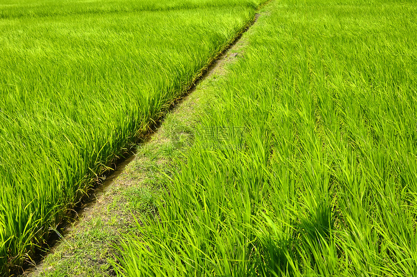 国家稻米农场草地小路森林生长培育托盘种植园农村水坑种子图片
