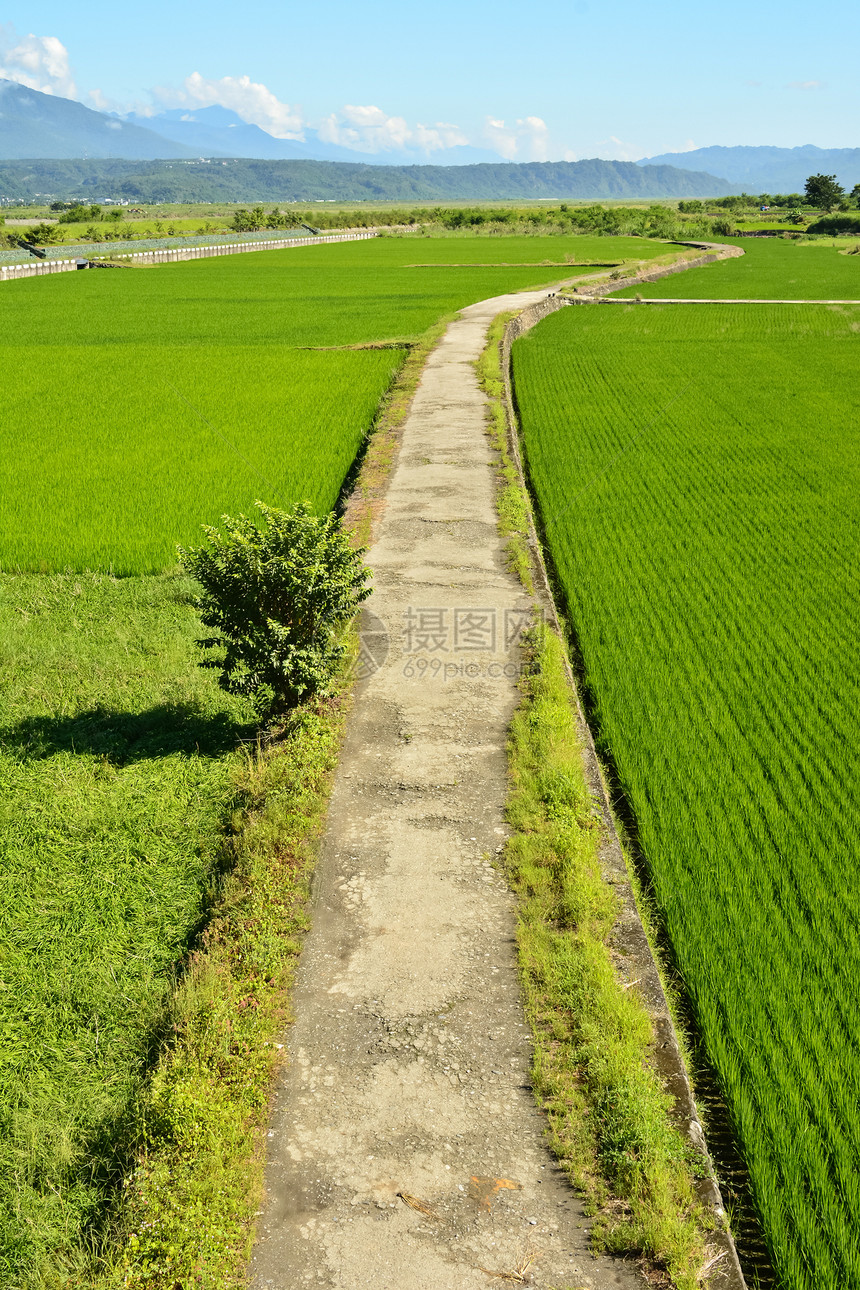 国家稻米农场途径灌溉小路幼苗生长叶子森林稻田食物种植园图片