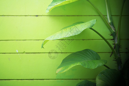 艾薇在墙上建筑植物建筑学墙纸房子叶子植物群爬行者植物学藤蔓背景图片