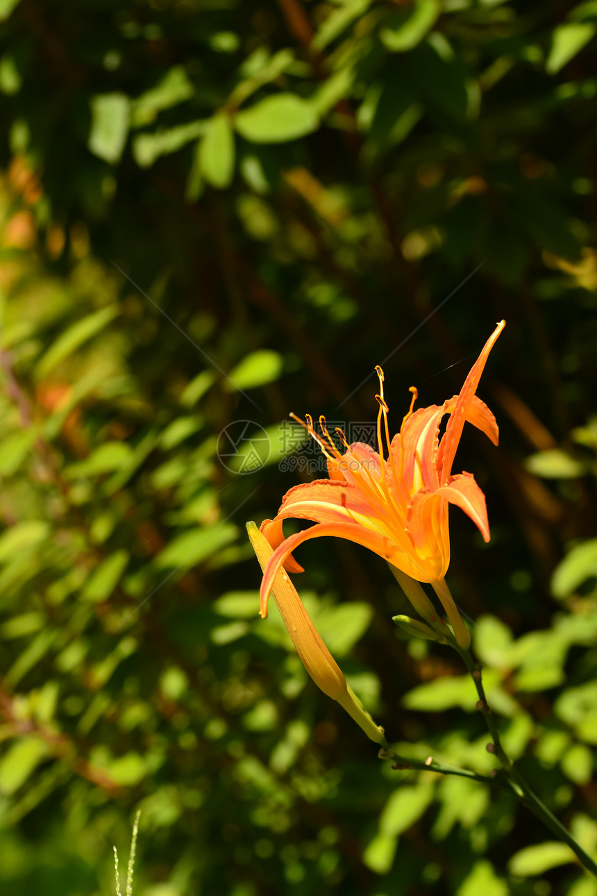 Lily虎百合生长宏观叶子橙子环境花束花园植物群植物图片