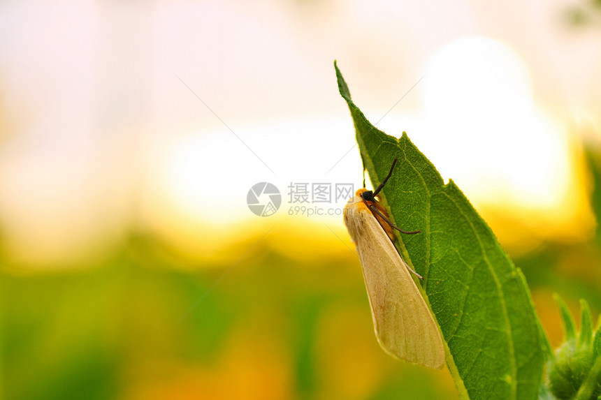 树叶上的昆虫花园蝴蝶绿色叶子生长植物野生动物图片