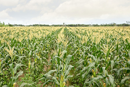 饲料玉米自然成熟高清图片