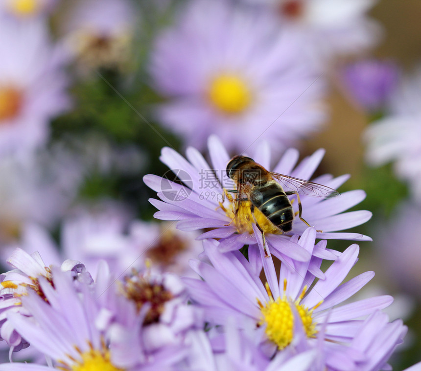 蜜蜂和秋秋花自然背景图片