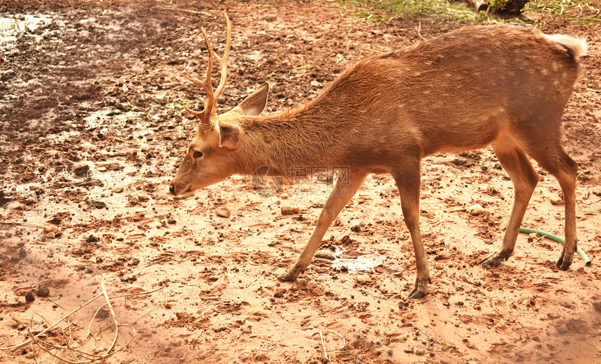 鹿老鼠荒野哺乳动物野生动物脊椎动物棕色动物图片