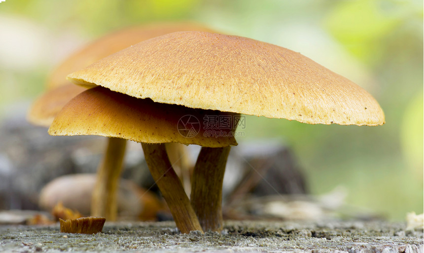 野生蘑菇在地面上蘑菇片美食环境热带荒野植物苔藓烹饪公园丛林图片