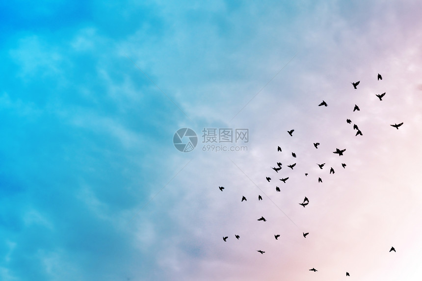 天空中的鸟儿团体移民动物编队空气鸽子晴天荒野翅膀飞行图片