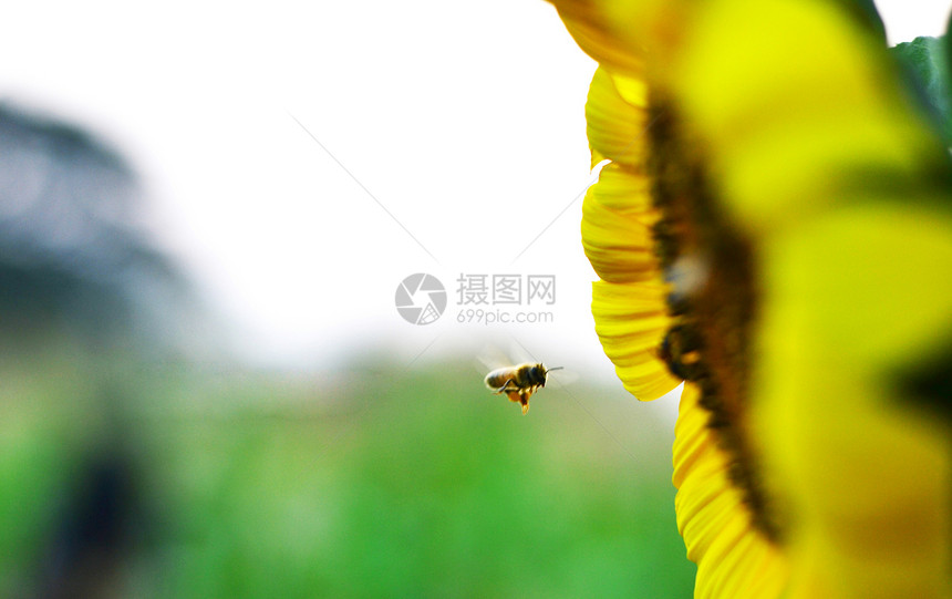 向日葵和蜜蜂植物叶子农业花园晴天昆虫植物学场地植物群花瓣图片