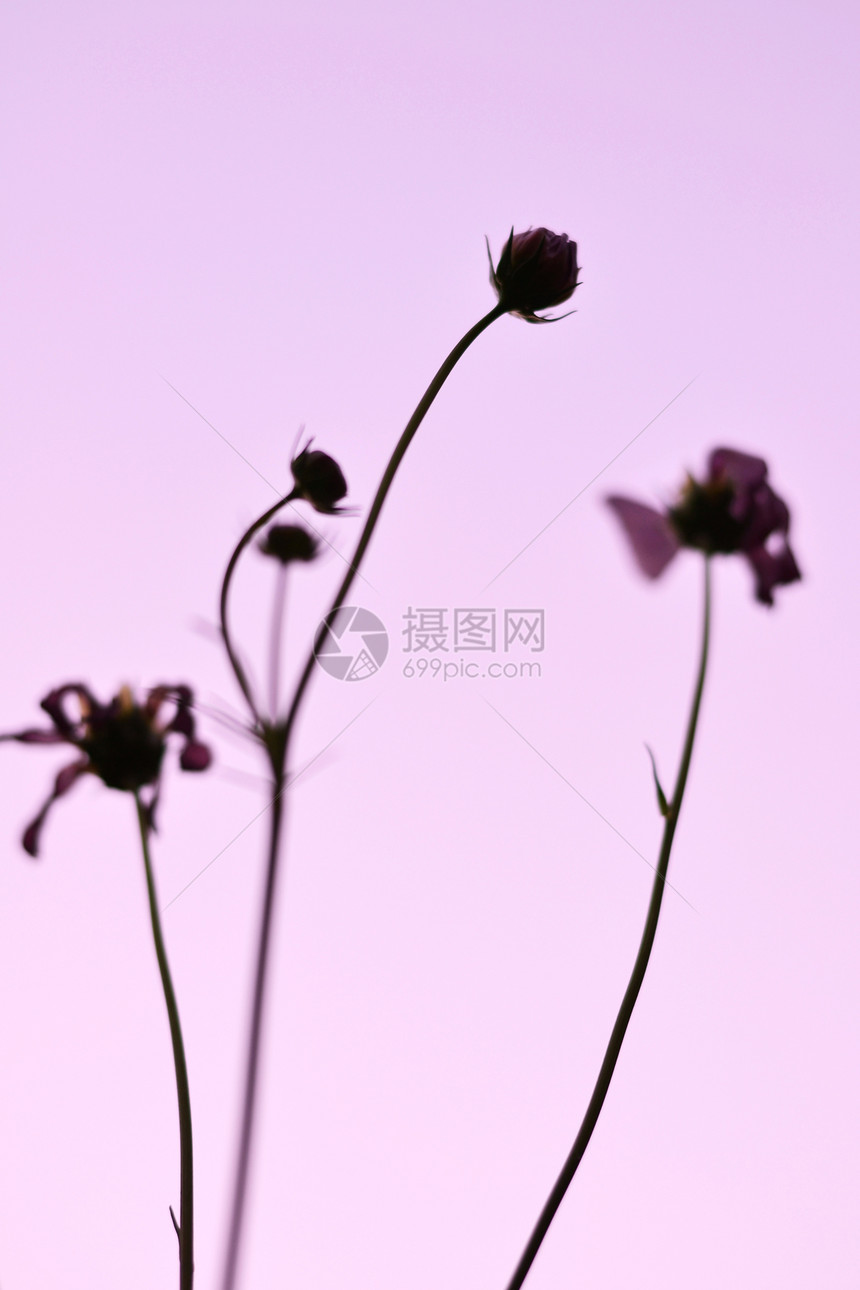 紫色的宇宙花朵草地农村花粉环境花瓣场地植物群植物学晴天荒野图片