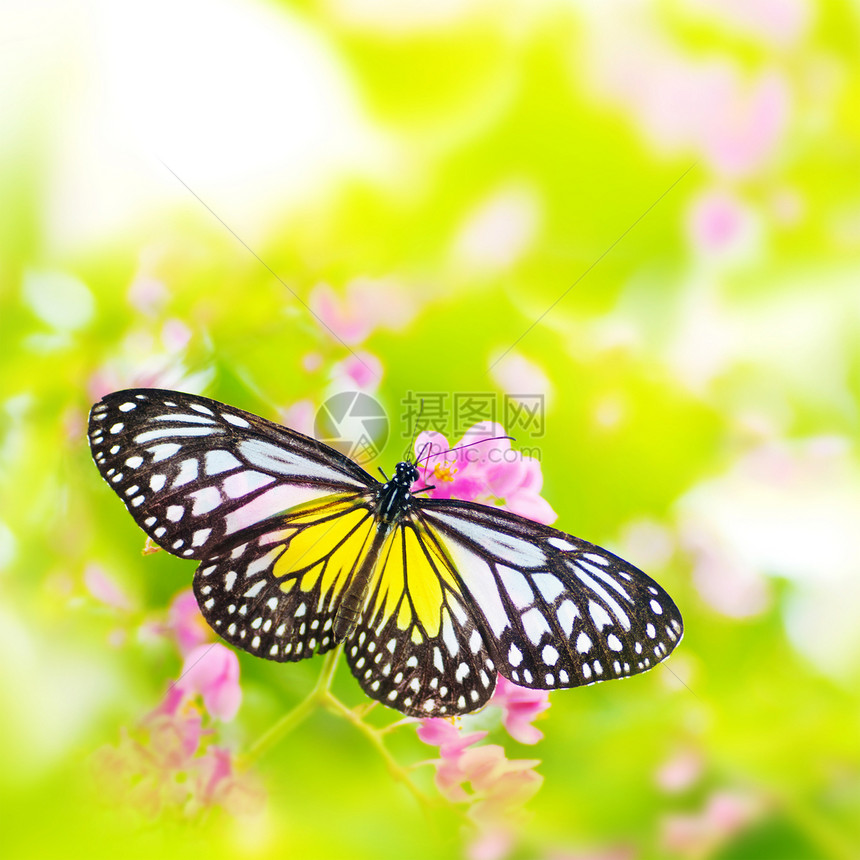 花朵上的蝴蝶花园晴天花瓣叶子翅膀植物动物群宏观情调热带图片