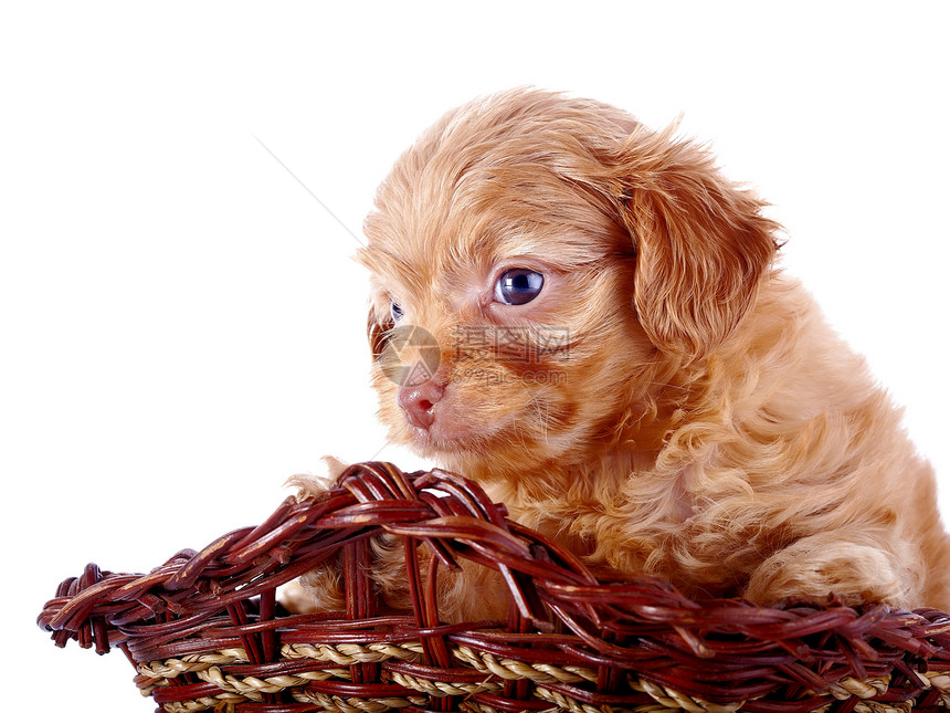 小狗小狗 装饰的狗 在一篮子兰花爪子好奇心猎犬动物毛皮宠物哺乳动物贵宾犬犬类图片