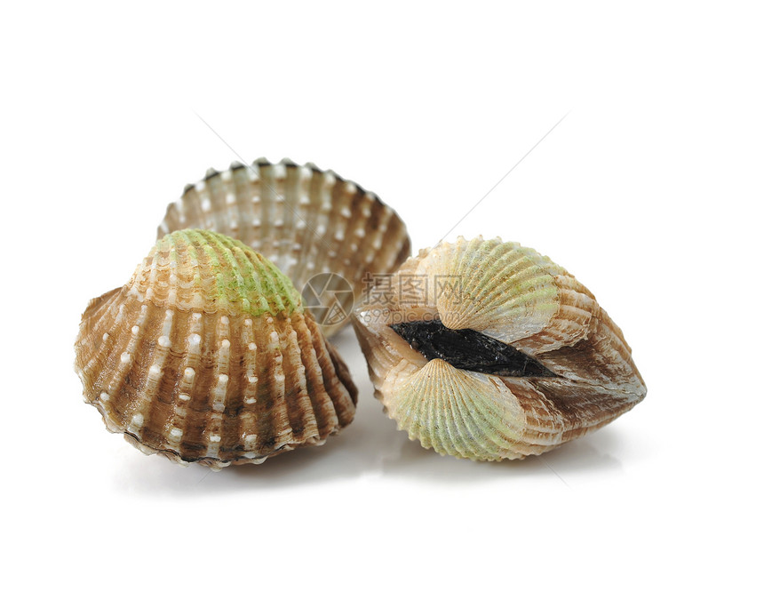 方格生食食物工作室壳类水平海鲜影棚蛤壳图片