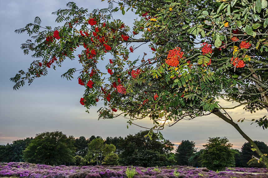 树上明亮的连边浆果季节红色团体绿色水果花园植物群日落植物橙子图片