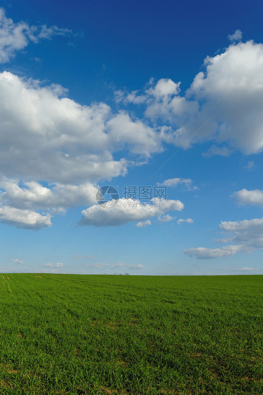 蓝云天空下的小麦田草地牧场草原农场蓝色天空农业场地农田玉米图片