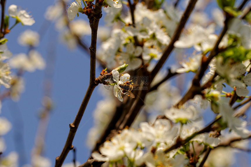有蜜蜂的樱花树植物群植物学花朵生长食物叶子蜂蜜蓝色季节宏观图片
