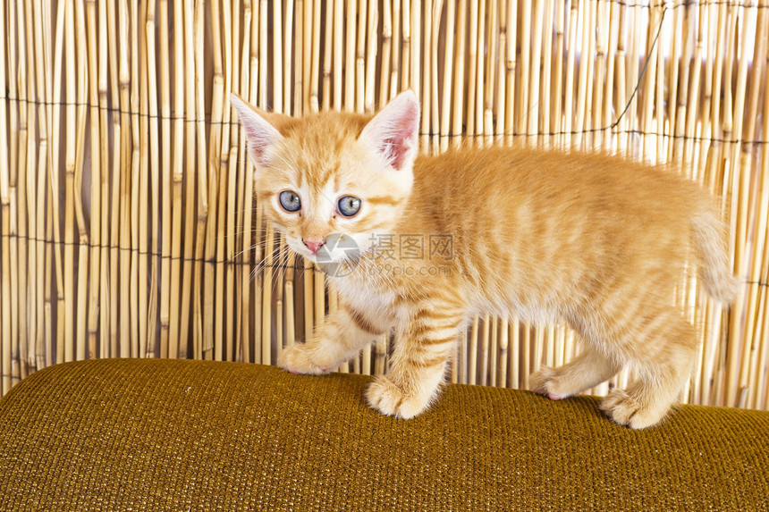 睡沙发上可爱的小猫咪小猫猫咪婴儿毛皮宠物动物血统冒充橙子晶须图片