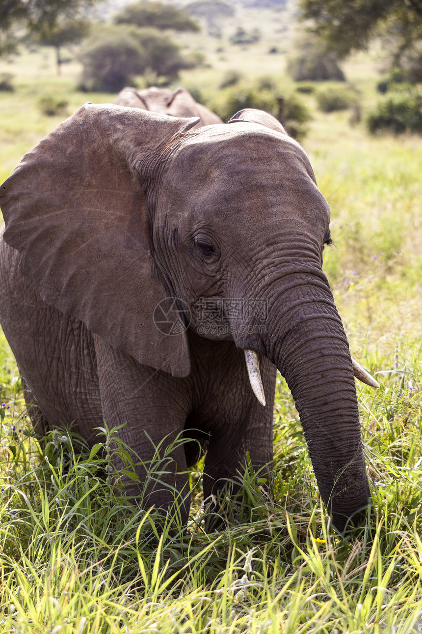 大象野生动物眼睛灰色荒野身体树干哺乳动物獠牙绿色耳朵图片