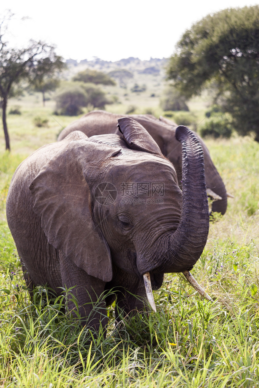 非洲非洲大象荒野身体獠牙耳朵哺乳动物绿色野生动物动物群树干植物群图片