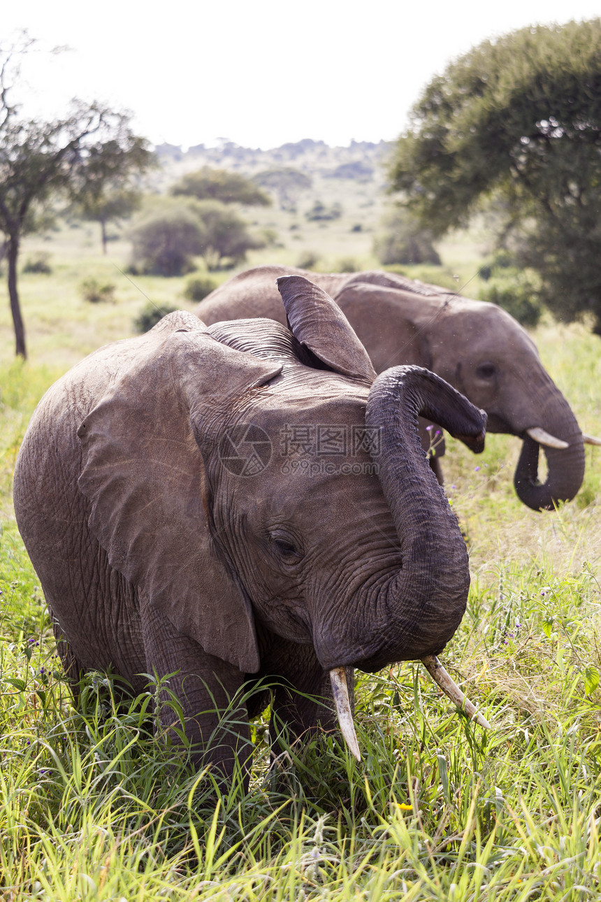 非洲非洲大象荒野耳朵獠牙哺乳动物动物群树干身体灰色植物群绿色图片