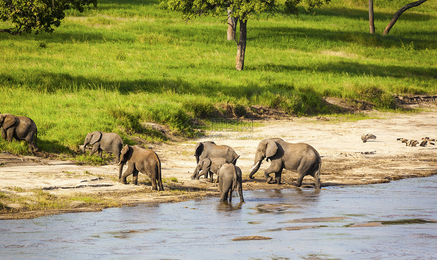 大象类动物群体蓝色灰色植物群荒野动物群野生动物绿色团体哺乳动物图片