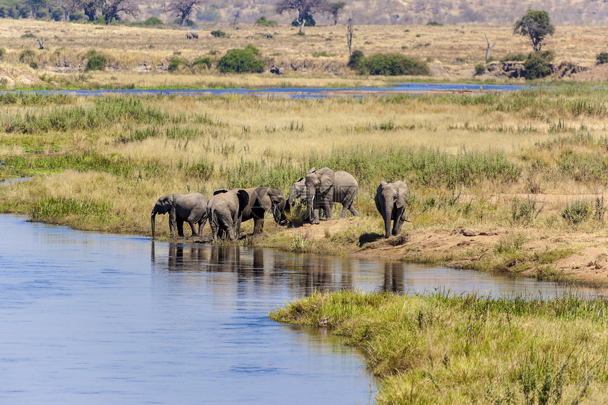 饮用水大象獠牙树干植物群野生动物蓝色动物群迁移哺乳动物耳朵灰色图片
