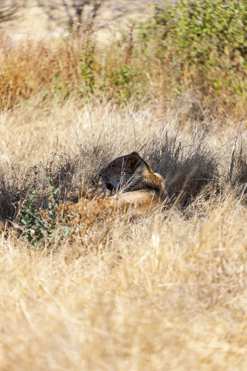 休息狮子褐色野生动物动物群哺乳动物荒野黄褐色植物群图片