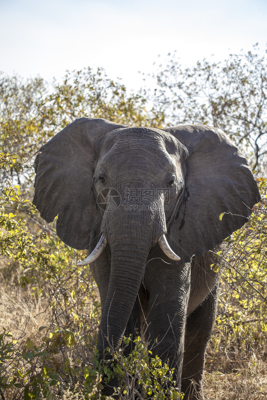 大象衬套獠牙眼睛植物群野生动物哺乳动物耳朵荒野树干植被图片