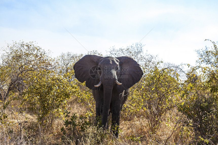 非洲大象树干灰色衬套植物群獠牙耳朵哺乳动物植被动物群野生动物图片