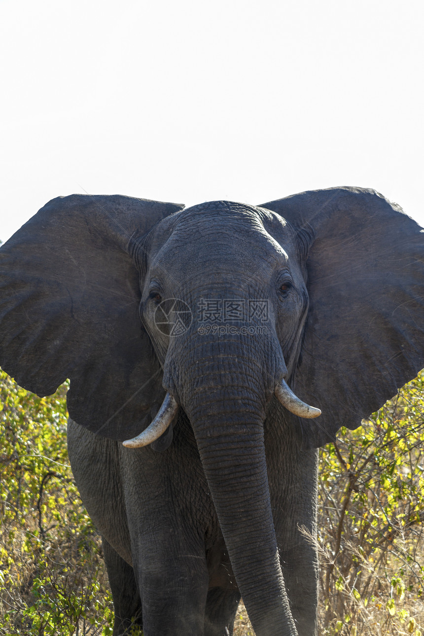 指控大象耳朵衬套荒野灰色绿色树干哺乳动物野生动物植物群植被图片