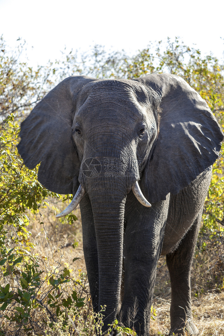 牧场大象獠牙衬套耳朵哺乳动物植被绿色野生动物荒野动物群树干图片