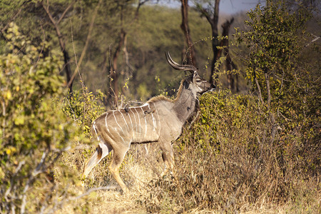 大库杜人树木植物群荒野白色褐色野生动物条纹羚羊衬套动物群背景图片