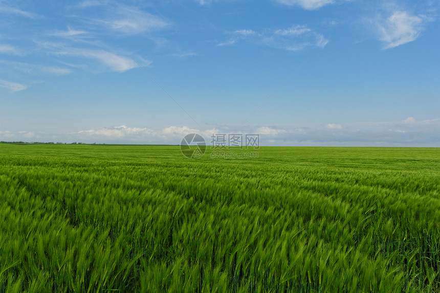 蓝云天空下的小麦田生长场地农田草地蓝色植物天气农场季节谷物图片